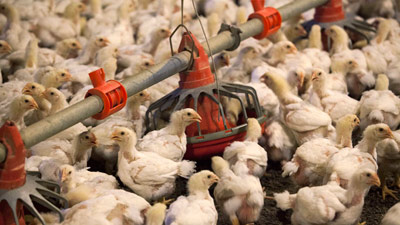 There are currently 68 confirmed cases of bird flu in the province.