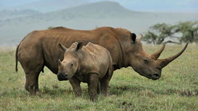 The rhinos are being moved from South Africa to the Akagera National Park in eastern Rwanda.  Picture:SABC