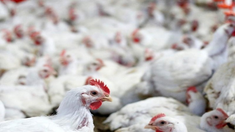 The poultry business in South Africa has been fighting against competition from producers in Brazil, the European Union and the United States for several years.