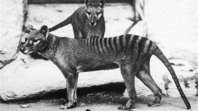 Research revealed the Tasmanian tiger began to undergo a decline in genetic diversity more than 70,000 years ago.
