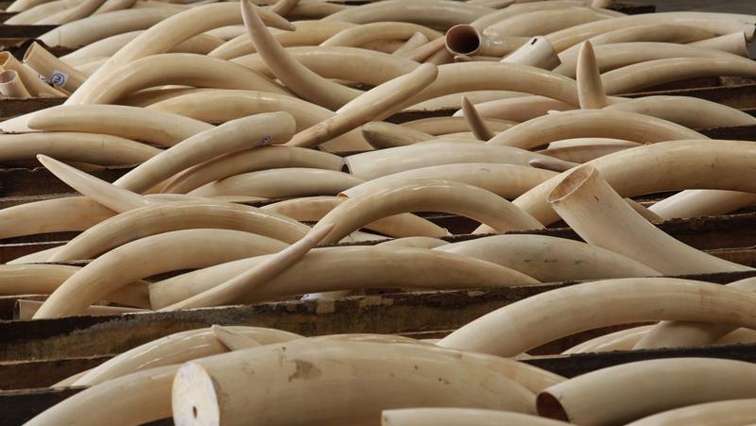 The suspect was found making chop sticks out of illegal ivory