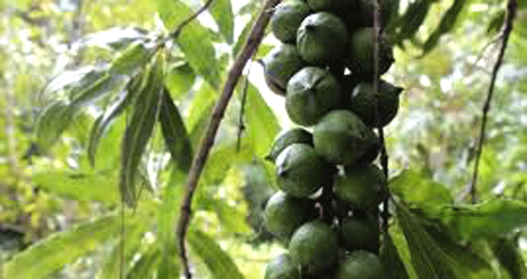 China and other Asian countries also grow their own Macadamia nuts, a trend that can affect trade in the future.