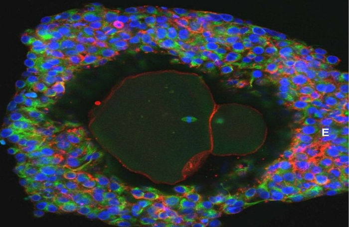 A magnification of a lab-grown fully matured human egg ready for fertilization.