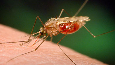 Travellers to high transmission areas in South Africa, as well as to the neighbouring countries, were advised to take precautions against being bitten by mosquitoes.