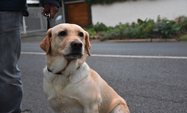 Guide dogs not easily accessible in SA - SABC News - Breaking news ...