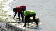 People cleaning at a beach.