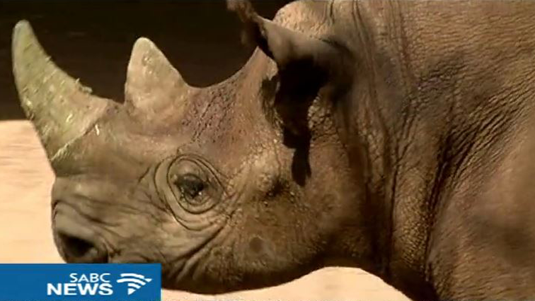Black Rhino remains endangered as poachers hunt them to sell the horns.