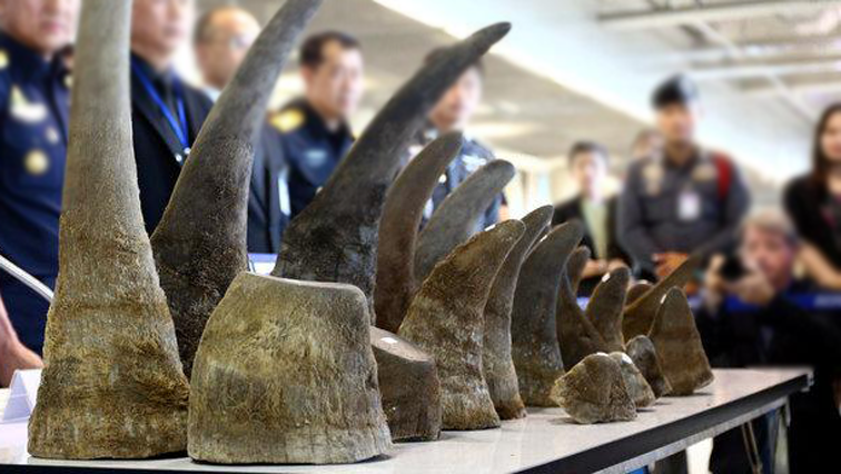 Rhino horns on display