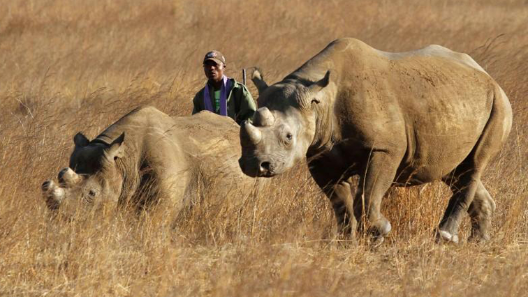 The last black rhino in Chad was noted in 1972 in Zakouma.
