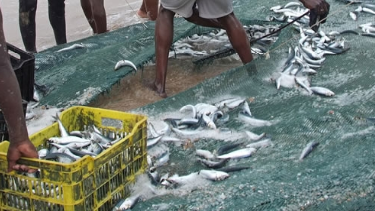 Sardines in nets
