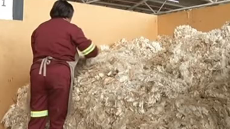 KwaZulu-Natal youth are being taught how to grow wool.