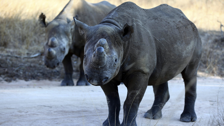 Black rhinos.