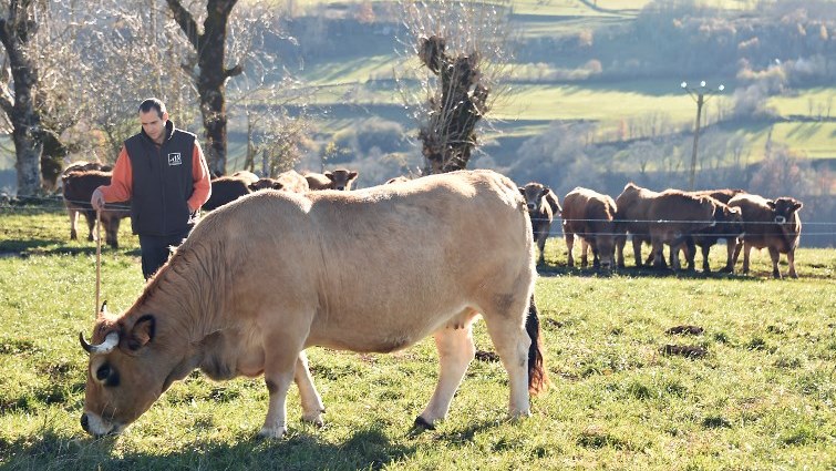 French cattle breeder Thibaut Dijols stands next to an Aubrac breed cow named "Haute"