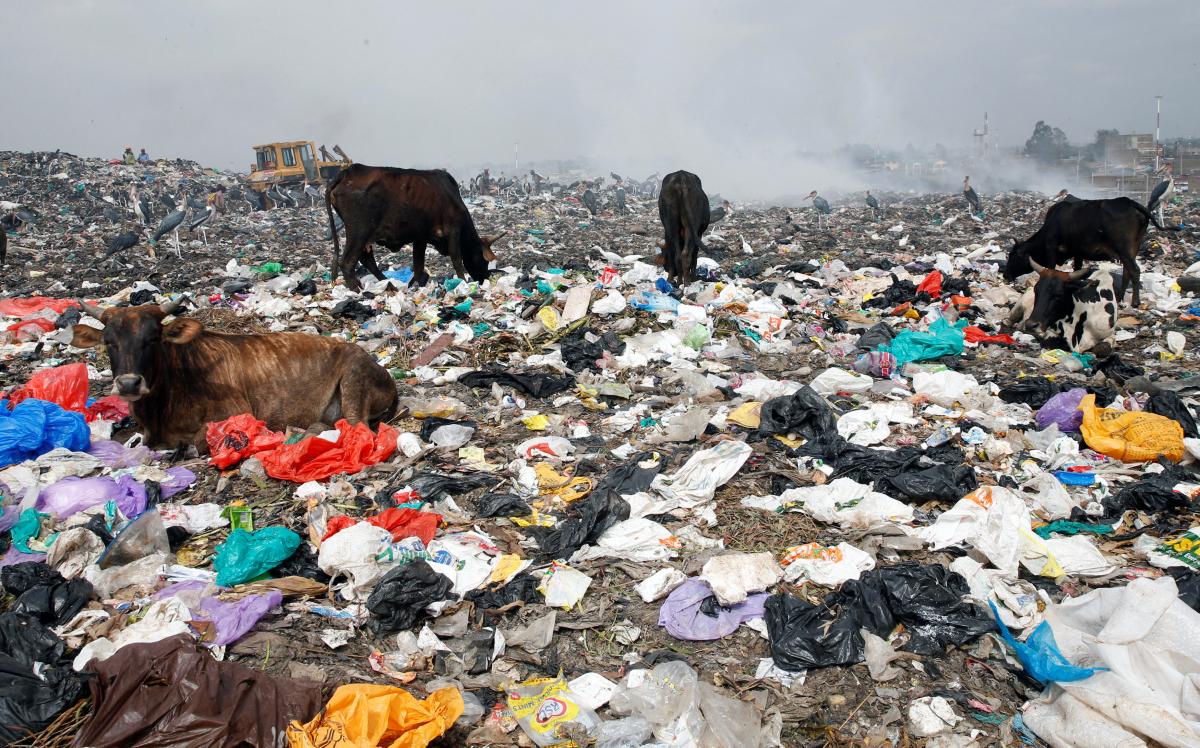 Livestock scavenge for pasture within recyclable plastic materials at the Dandora dumping site on the outskirts of Nairobi, Kenya August 25, 2017. REUTERS/Thomas Mukoya