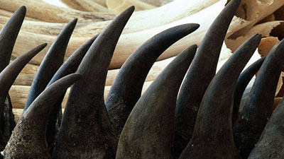 Properties belonging to those implicated in massive trafficking of poached rhino horns were raided.
