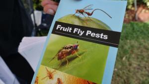The fruit fly feasts on citrus and grapes, which the department maintains, are the main source of export in the province.