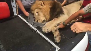 The lion being transported