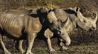The province lost 96 rhinos to poaching.