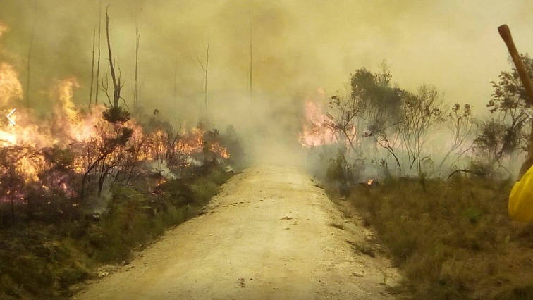 Wild fires have been raging in the George and Karatara area since last week.