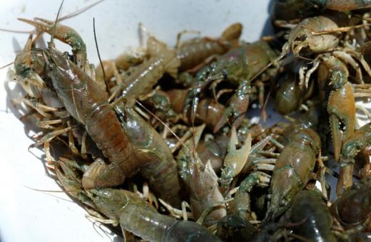 The Fisheries Department has announced a more than 40 percent reduction in the Total Allowable Catch for crayfish for next season.
