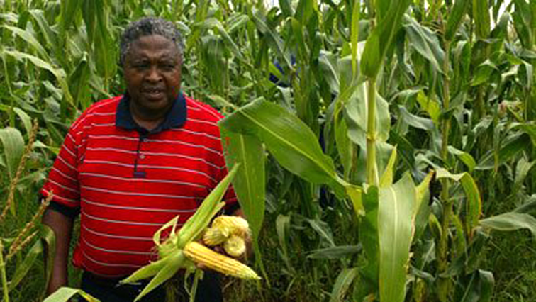 Maize farmers in the Central and Western parts of the Free State have until the 31 December to plant.