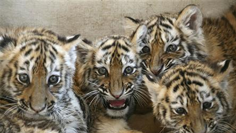 File photo of tiger cubs