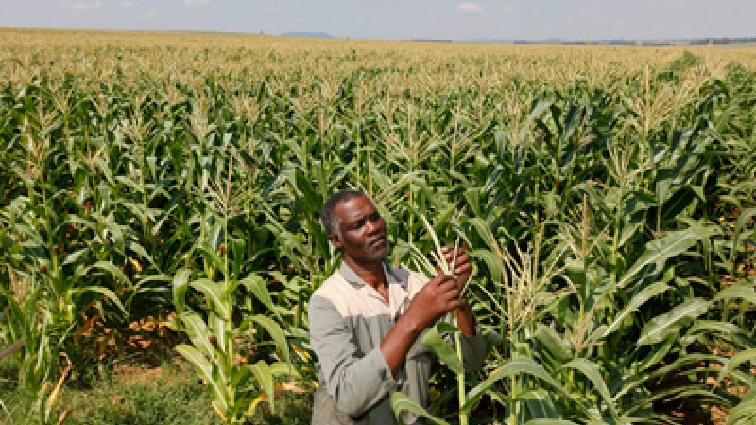 Maize crop on a farm