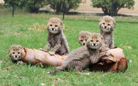 Baby cheetahs