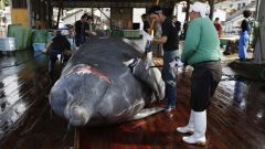 A whale being cut up