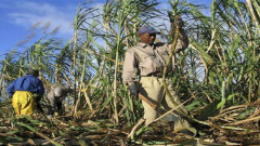 Two men working in a sugar cane field.