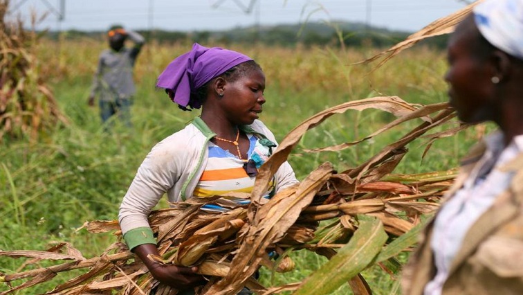Workers collect harvested maize stems on the Thrive Agric's farm in Jere, Kaduna, Nigeria October 10, 2018.