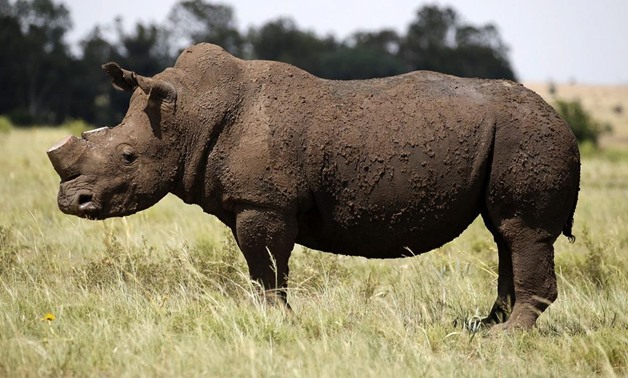 Dehorned rhino