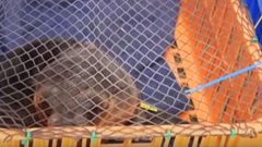 A seal behind a net