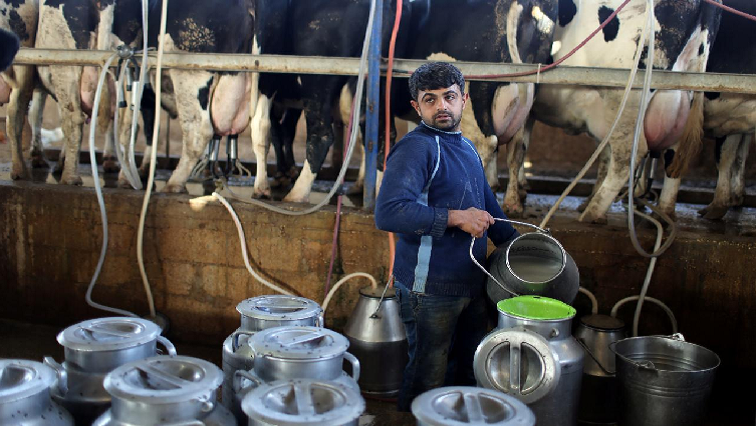 A Palestinian man milks cows.