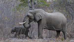 Two elephants walking in the bush