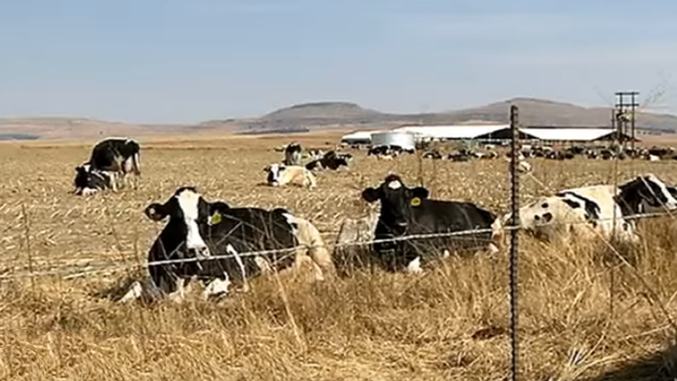 Cattle sitting in a farm