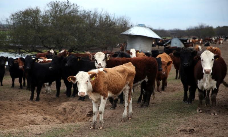 Cows graze in a farm near Victoria