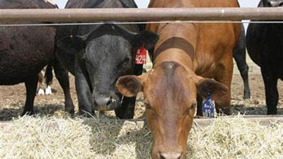 he outbreak in Limpopo halted the export of products from cloven hoof animals.