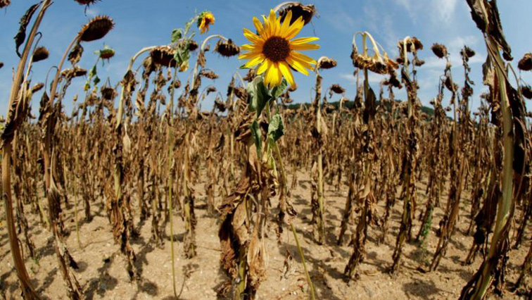 Dried up sunflower fields