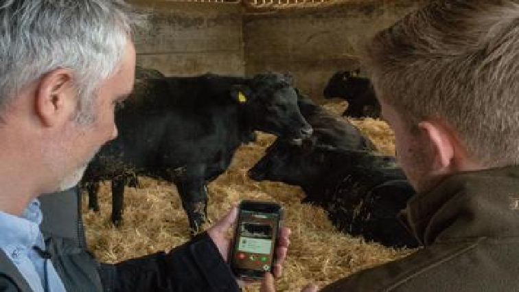 Tinder for cows.