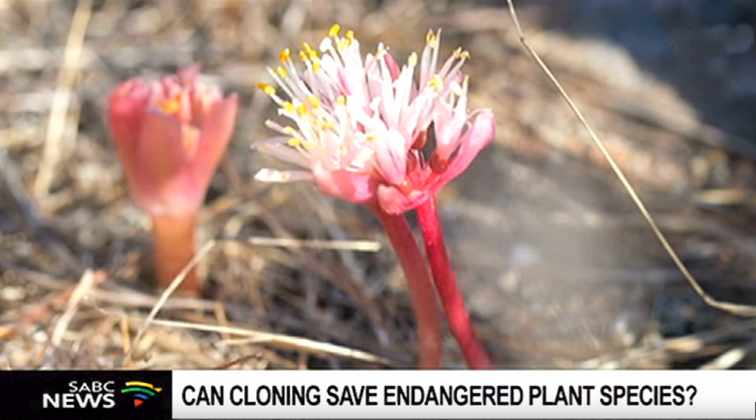 SABC-News-Endangered plants