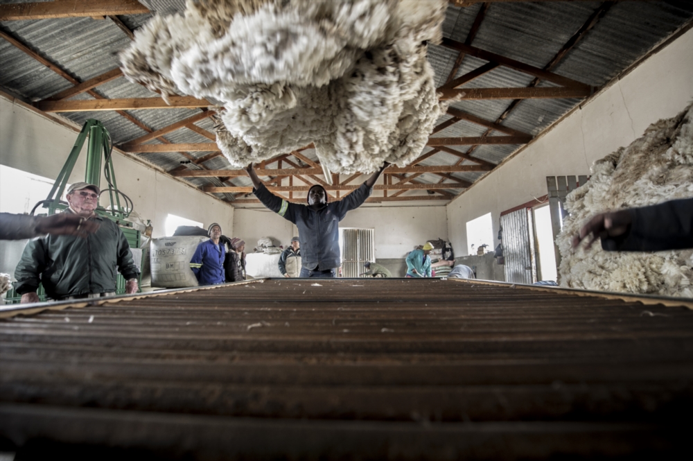 Sheep shearer storing wool.