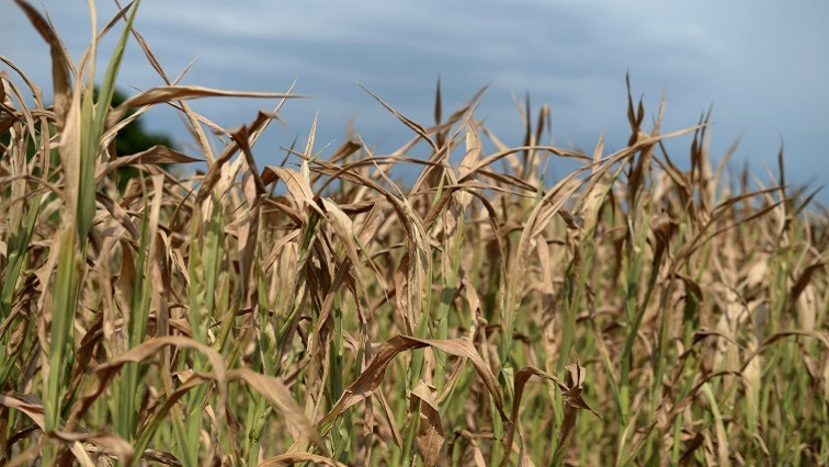 Agri Western Cape says there's cautious optimism that a good wheat harvest is on the cards.