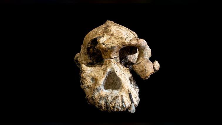 The fossil dubbed MRD belongs to the species Australopithecus anamensis, which first appeared roughly 4.2 million years ago