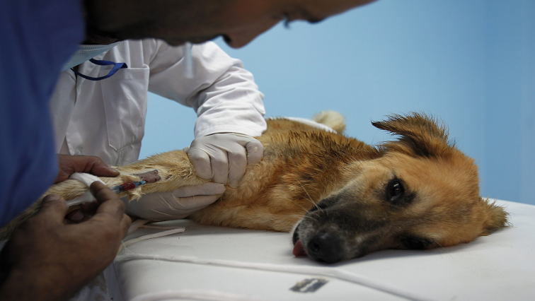 Dog bites account to most reported cases of human infection.