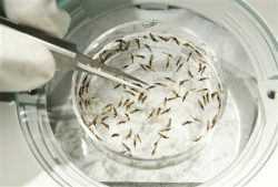 The insects in the facility are dissected for the motherlode that they carry -- baby malaria parasites.