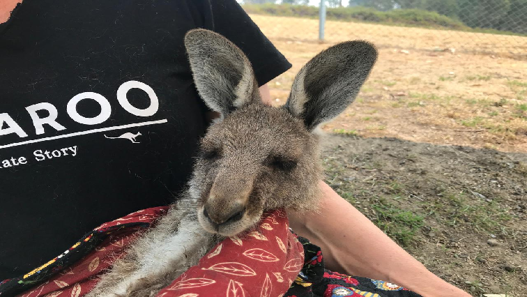 Wildlife Information, Rescue and Education Services (WIRES) volunteer and carer Tracy Dodd holds a kangaroo with burnt feet pads after being rescued from bushfires in Australia's Blue Mountains area.