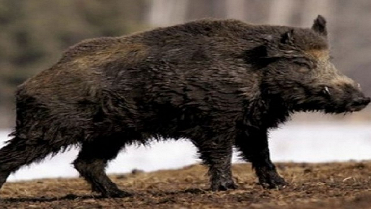 Poland recorded 55 outbreaks of ASF in wild boars in December, the World Organisation for Animal Health (OIE) said.