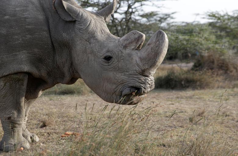 The northern white rhino came closer to extinction in 2018 when the last known living male died in Kenya's Ol Pejeta Conservancy.