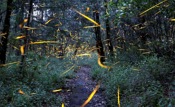 Fireflies, also called lightning bugs, inhabit every continent but Antarctica, preferring moist habitats like forests, fields and marshes.